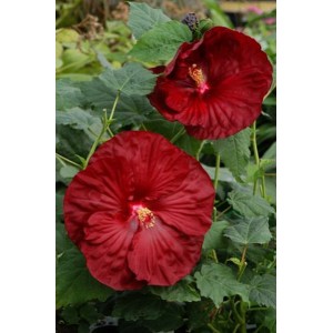 Гибискус Hibiscus Robert Fleming Гибискус Hibiscus Robert Fleming